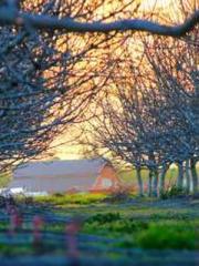 The Stand-in Wife Wa