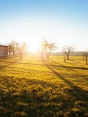 The Favorite Concubi