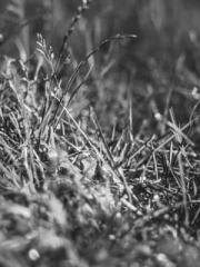 Shen Ning, Ran, Bo J