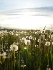 My Sweet Wife: The C