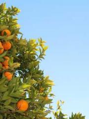 Grave Robbing: Openi