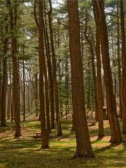 The Rough Man Hunter