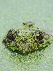 One Night of Indulge