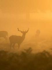 First Era, Dragon Lo