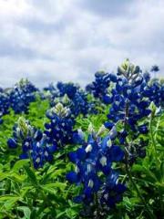 The Heavenly Physici