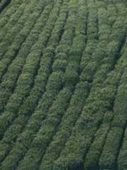 Shen Ning Ran Bo Jin